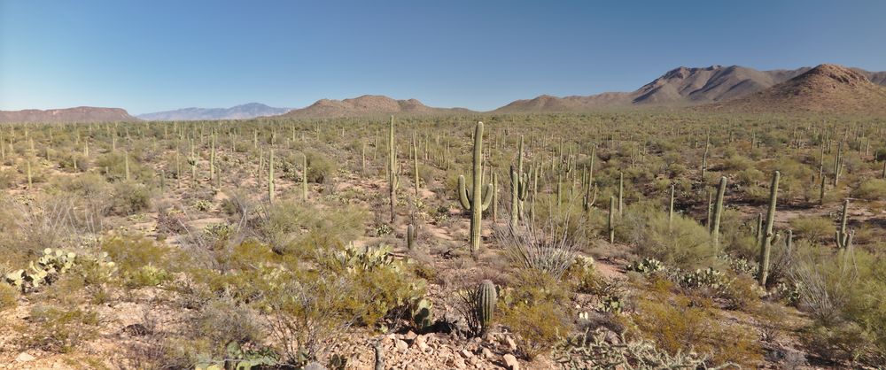 Tucson (Saguaro NP)