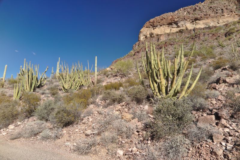 Organ Pipe Cactus NM