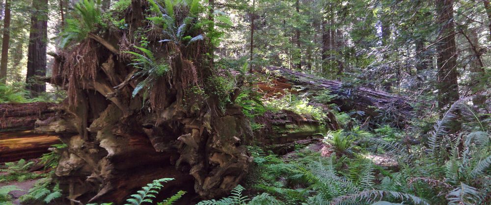 Loleta (Humboldt Redwoods SP)